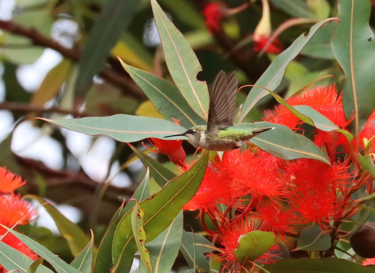 Ruby-throated Hummingbird - ML608591612