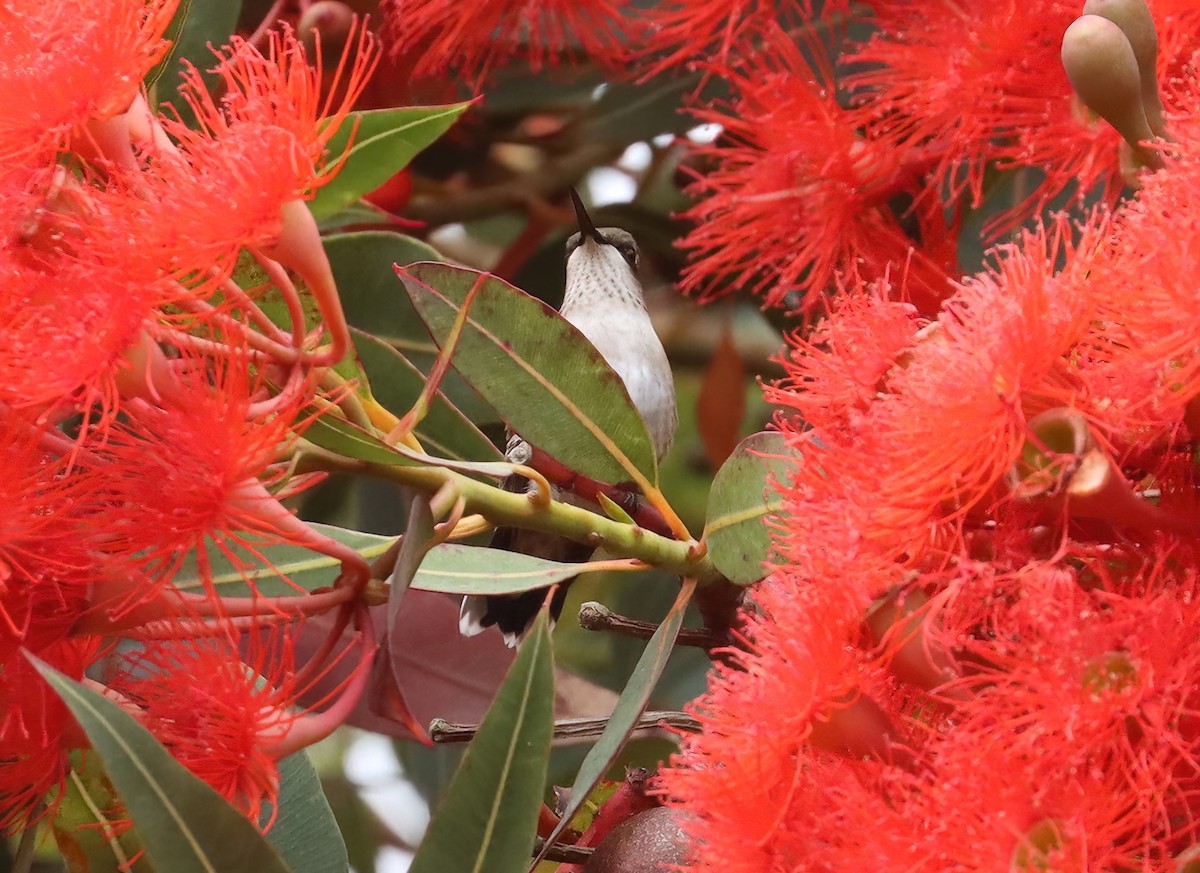 Ruby-throated Hummingbird - ML608591812