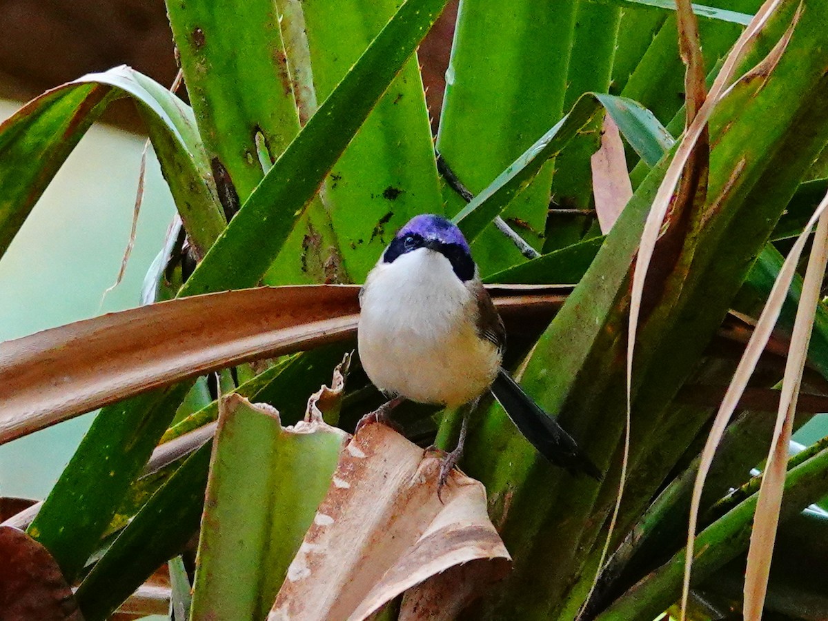 Purple-crowned Fairywren - ML608591896