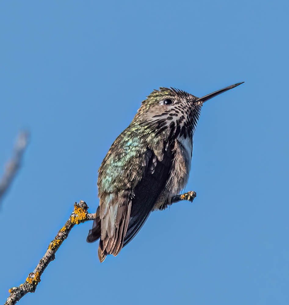 Calliope Hummingbird - ML608591997