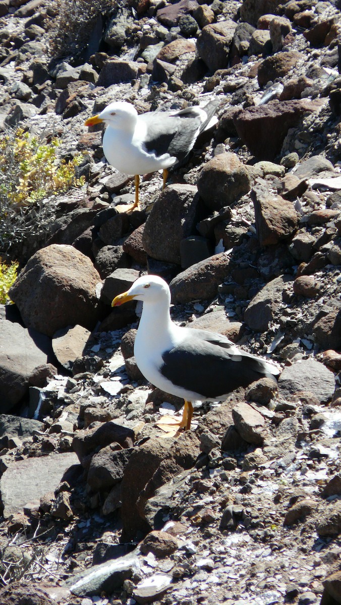 Yellow-footed Gull - ML608592155