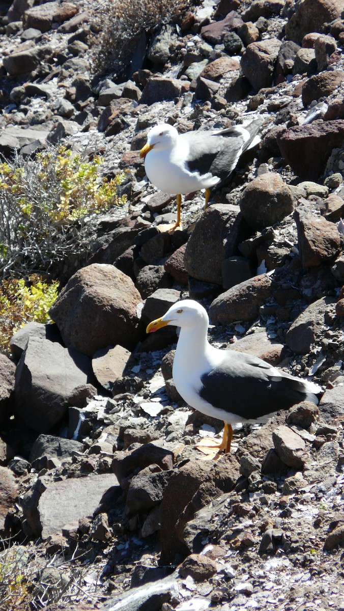 Yellow-footed Gull - ML608592157