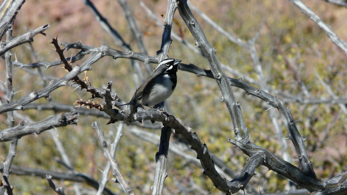 Black-throated Sparrow - ML608592165
