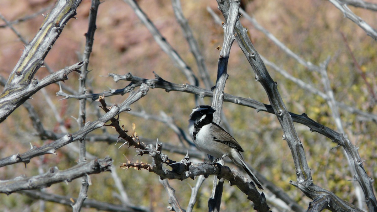 Black-throated Sparrow - ML608592166