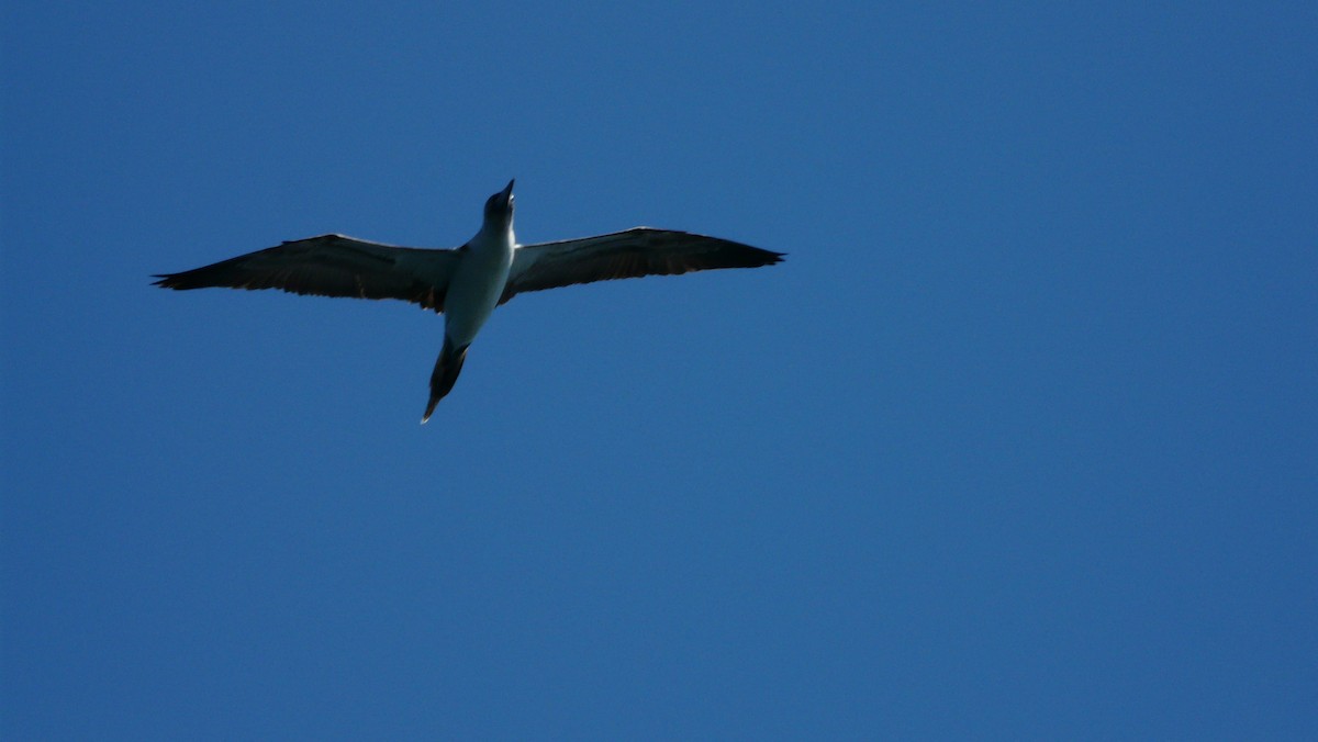 Blue-footed Booby - ML608592179