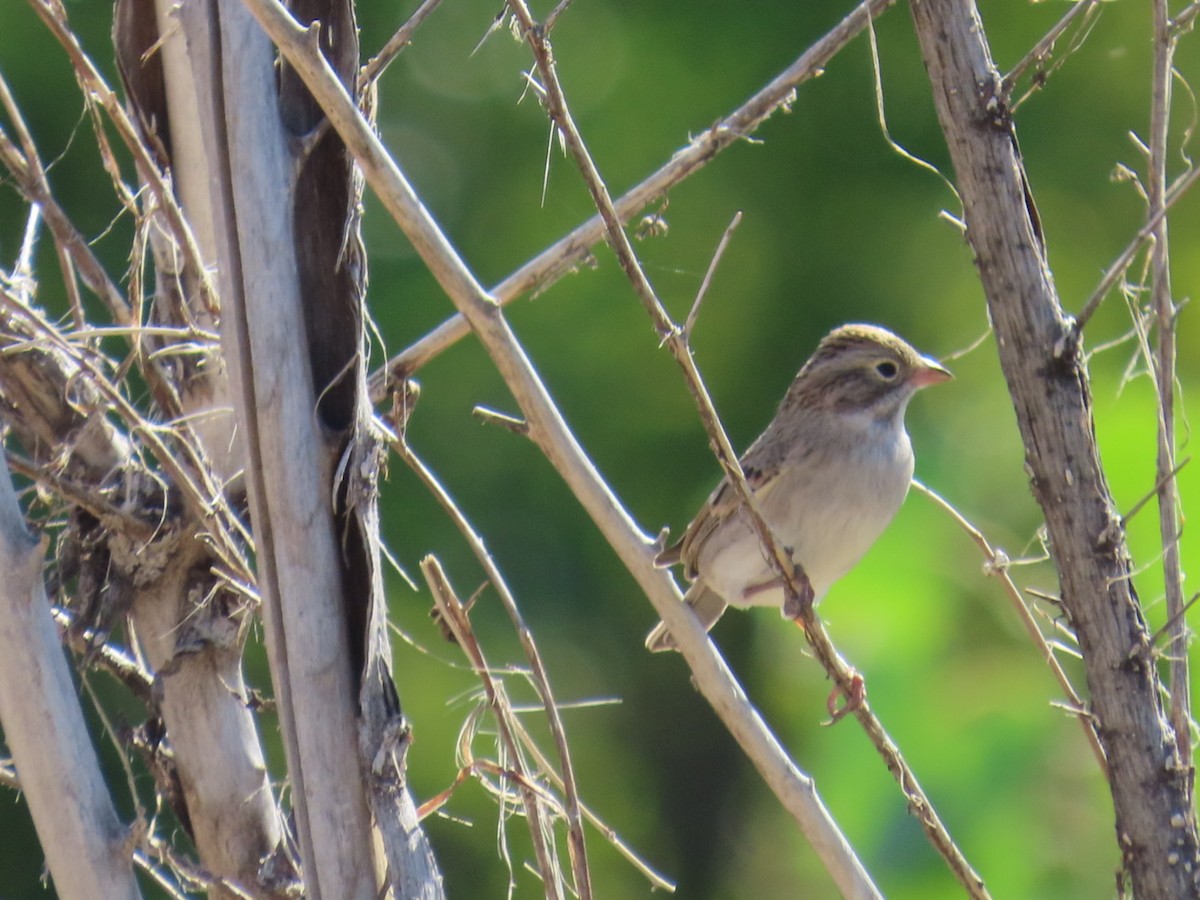 Clay-colored Sparrow - ML608592412
