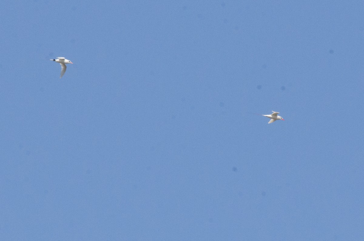 Red-tailed Tropicbird - ML608592488