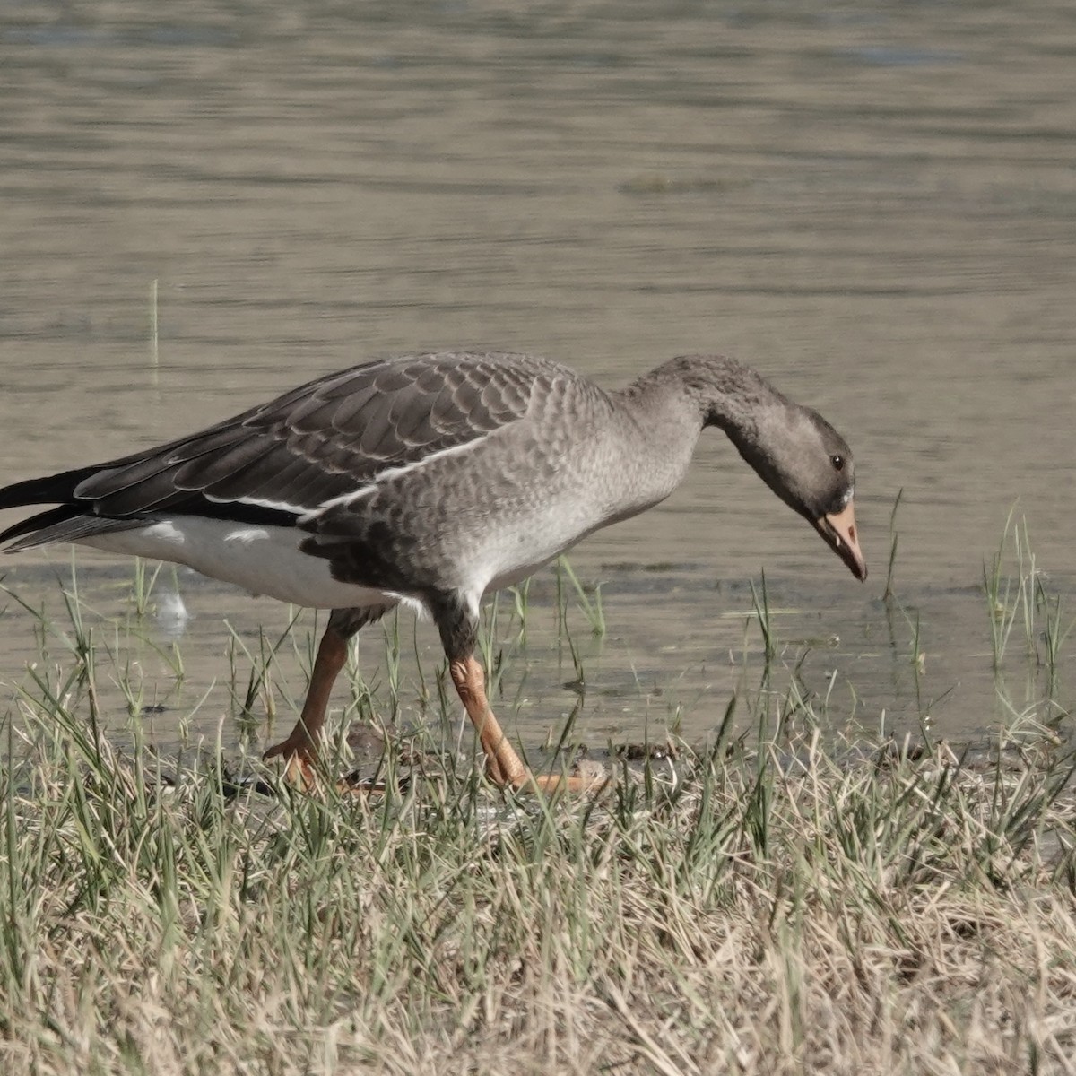 Greater White-fronted Goose - ML608592634