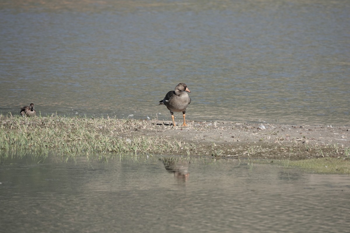 Greater White-fronted Goose - ML608592635
