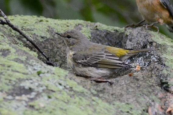 Cape May Warbler - ML608592664