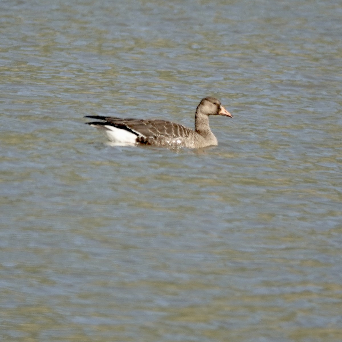 Greater White-fronted Goose - ML608592697