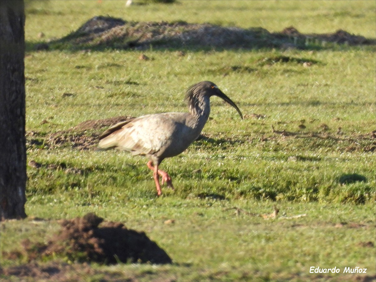 ibis běločelý - ML608592761