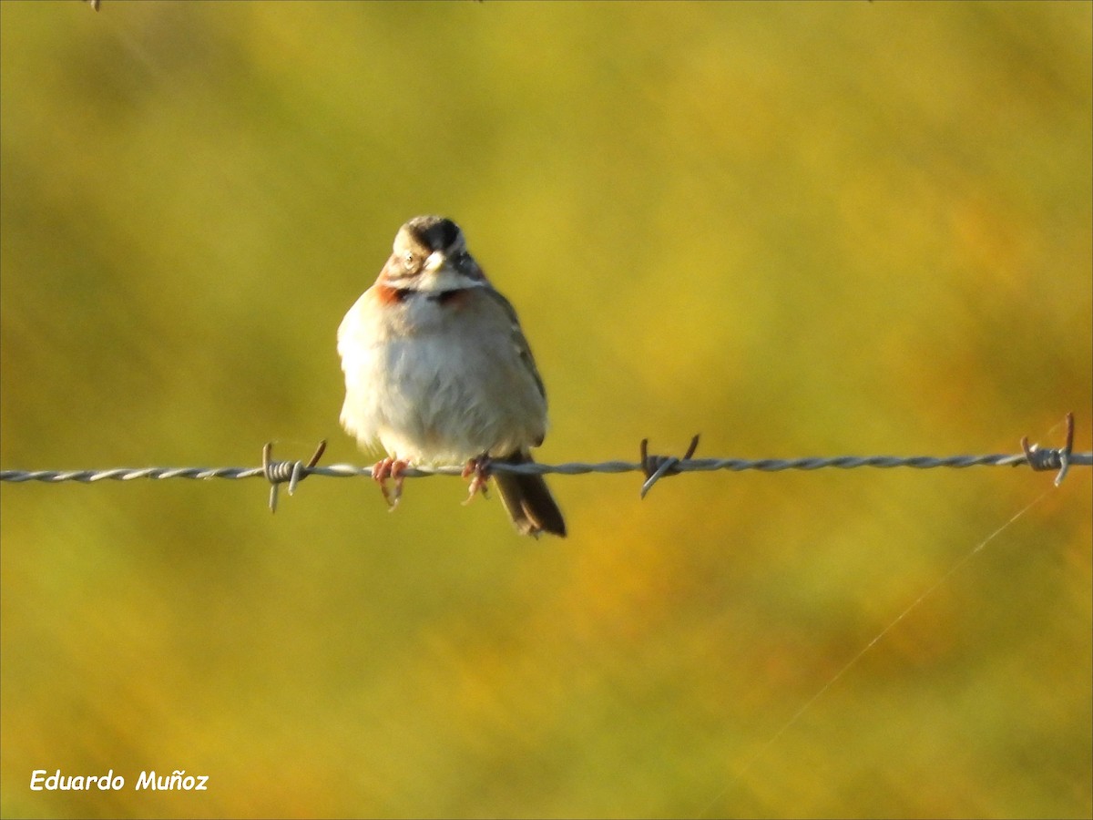 Rufous-collared Sparrow - ML608592767