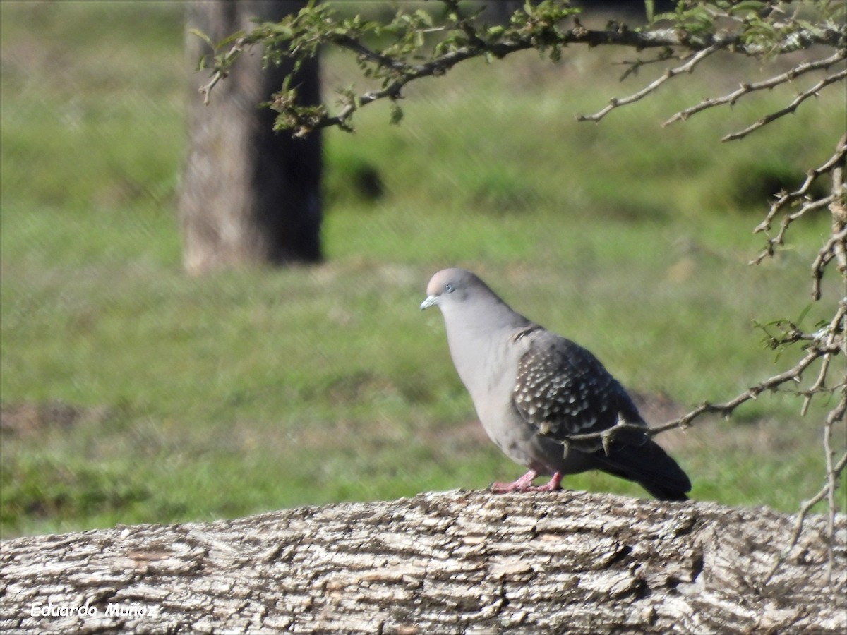 Spot-winged Pigeon - ML608593470