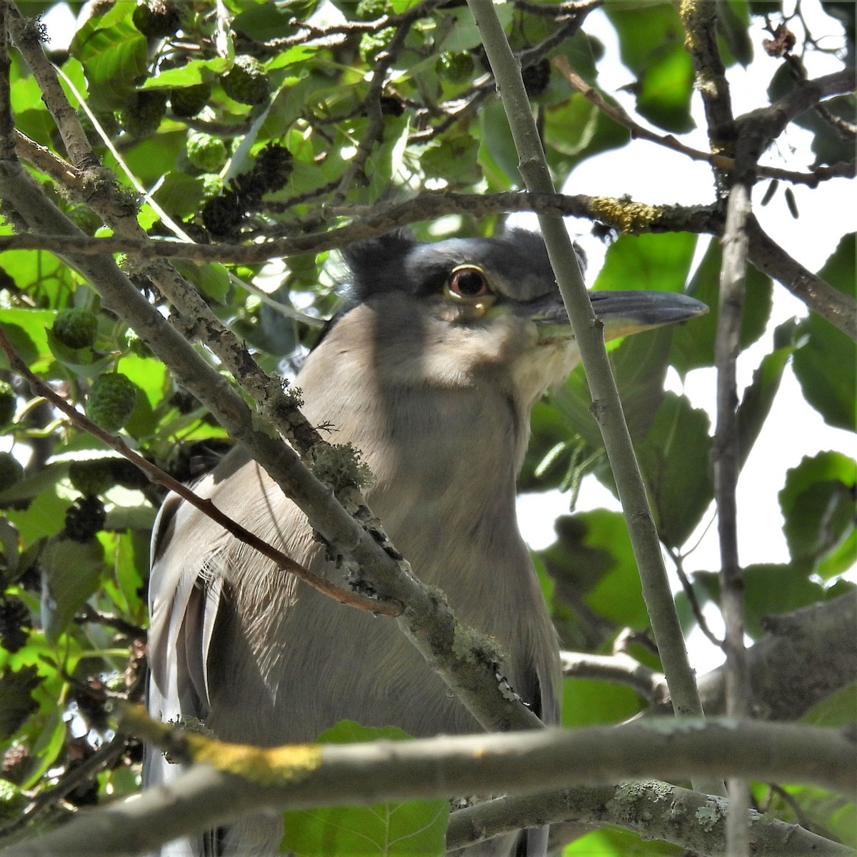 Black-crowned Night Heron - ML608595264