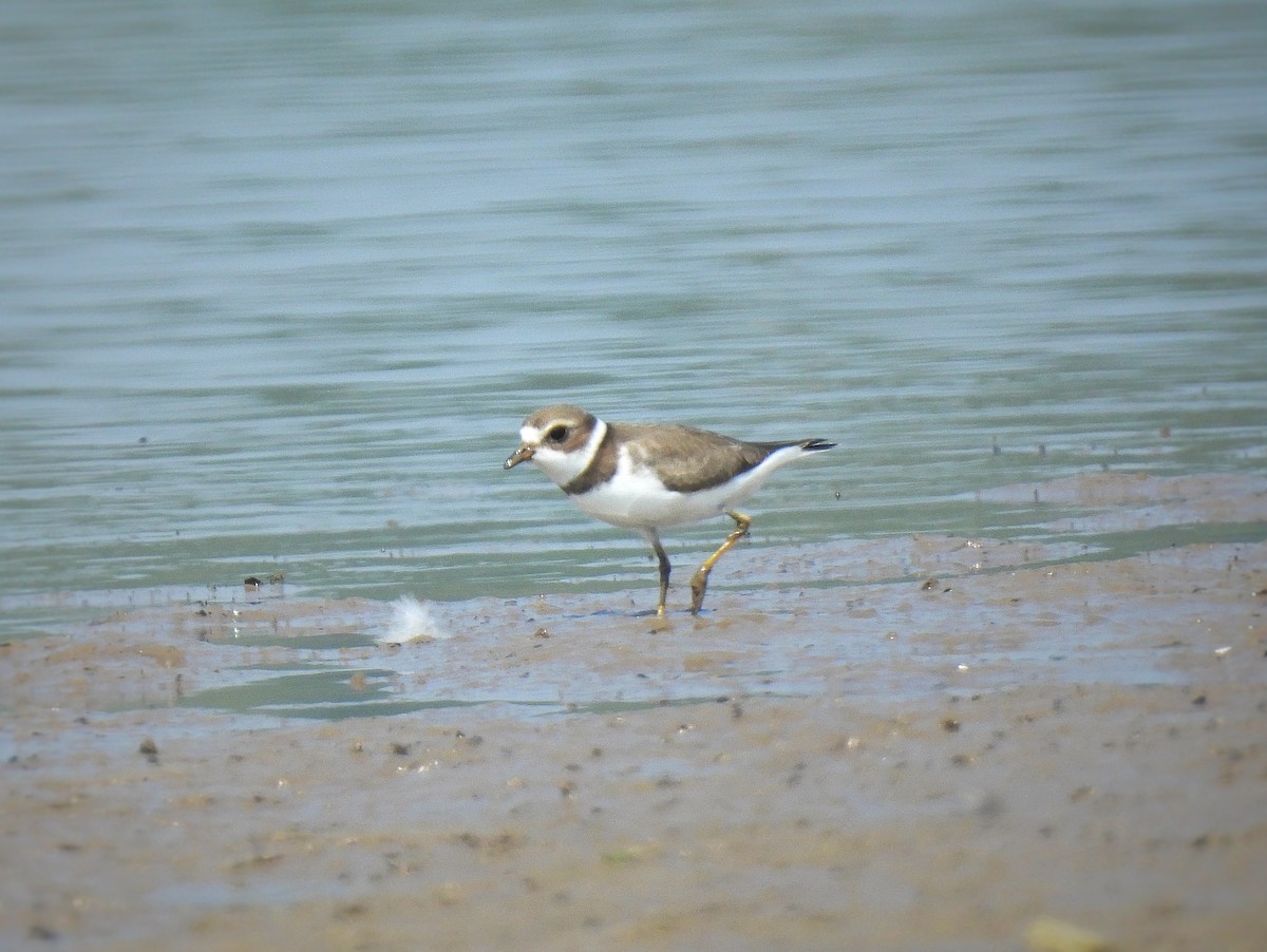 Semipalmated Plover - ML608595670