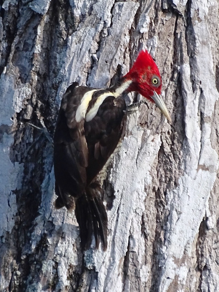 Pale-billed Woodpecker - Jan Meerman