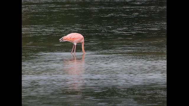 Amerika Flamingosu - ML608596204