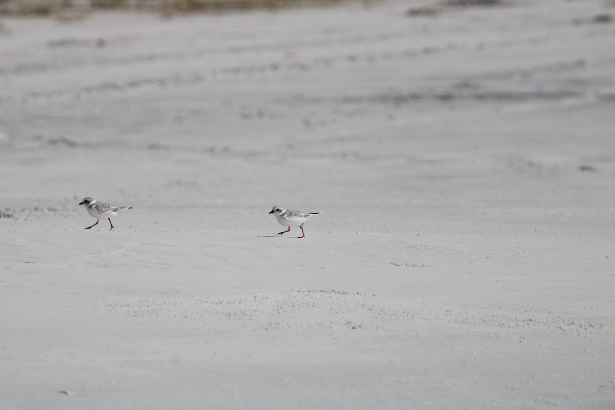 Piping Plover - ML608596751