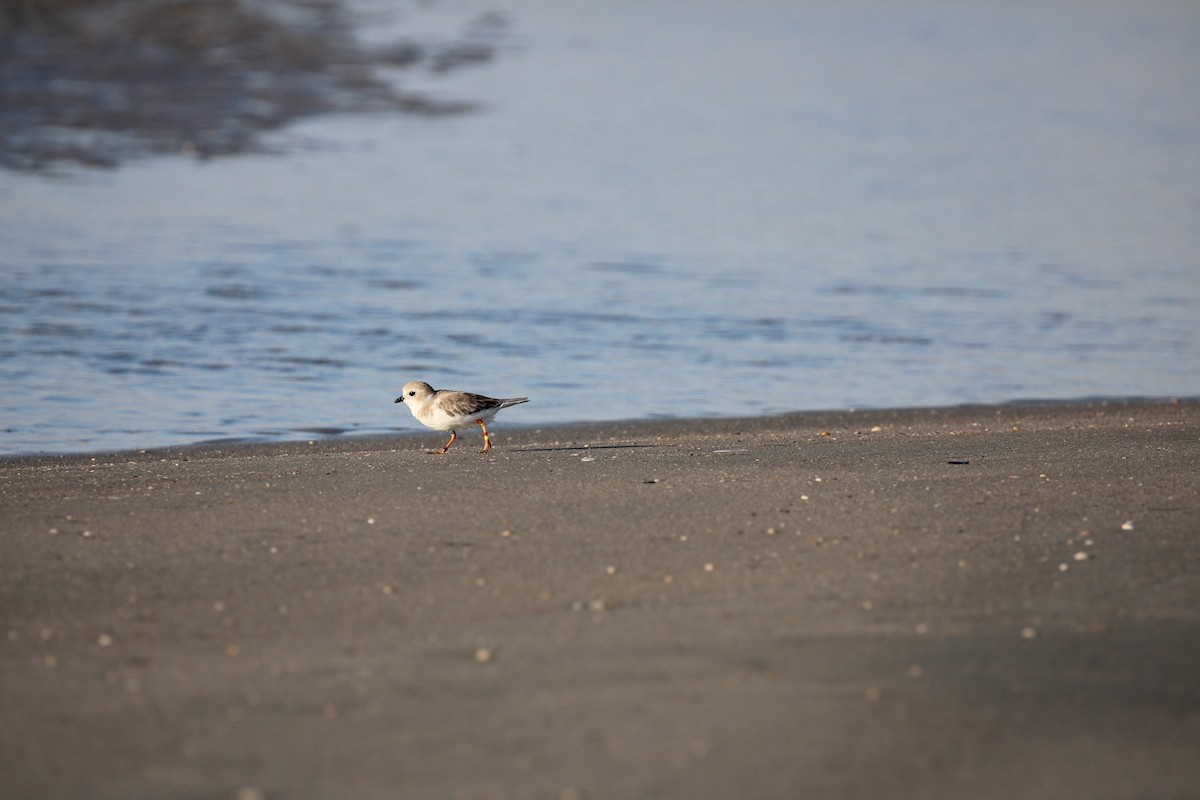 Piping Plover - ML608596752
