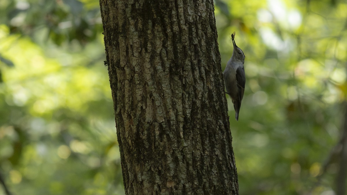 White-breasted Nuthatch - ML608596764