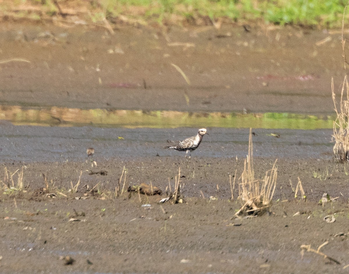 eBird Checklist 7 Sep 2023 Hadley Cove 30 species