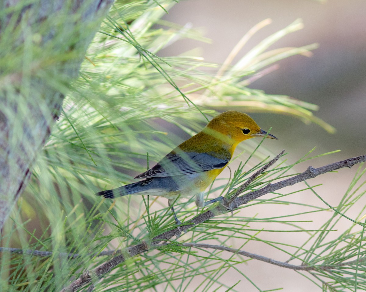 Prothonotary Warbler - ML608596903