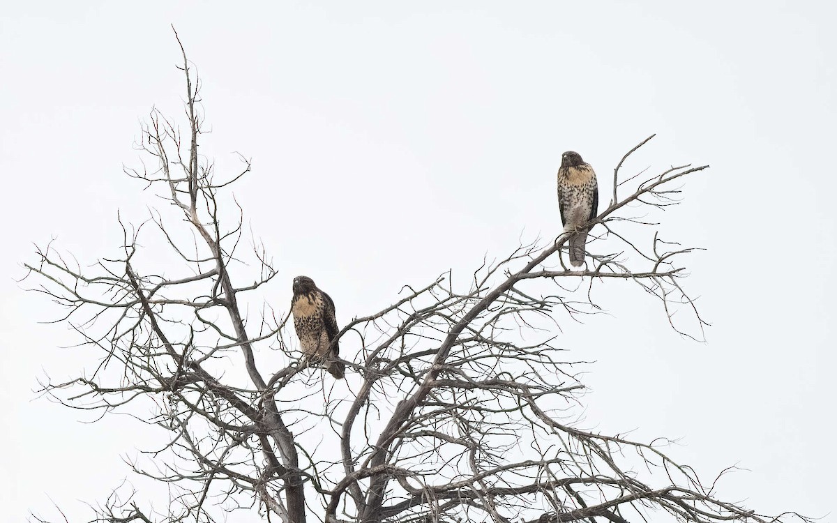 Red-tailed Hawk (fuertesi) - ML608597086