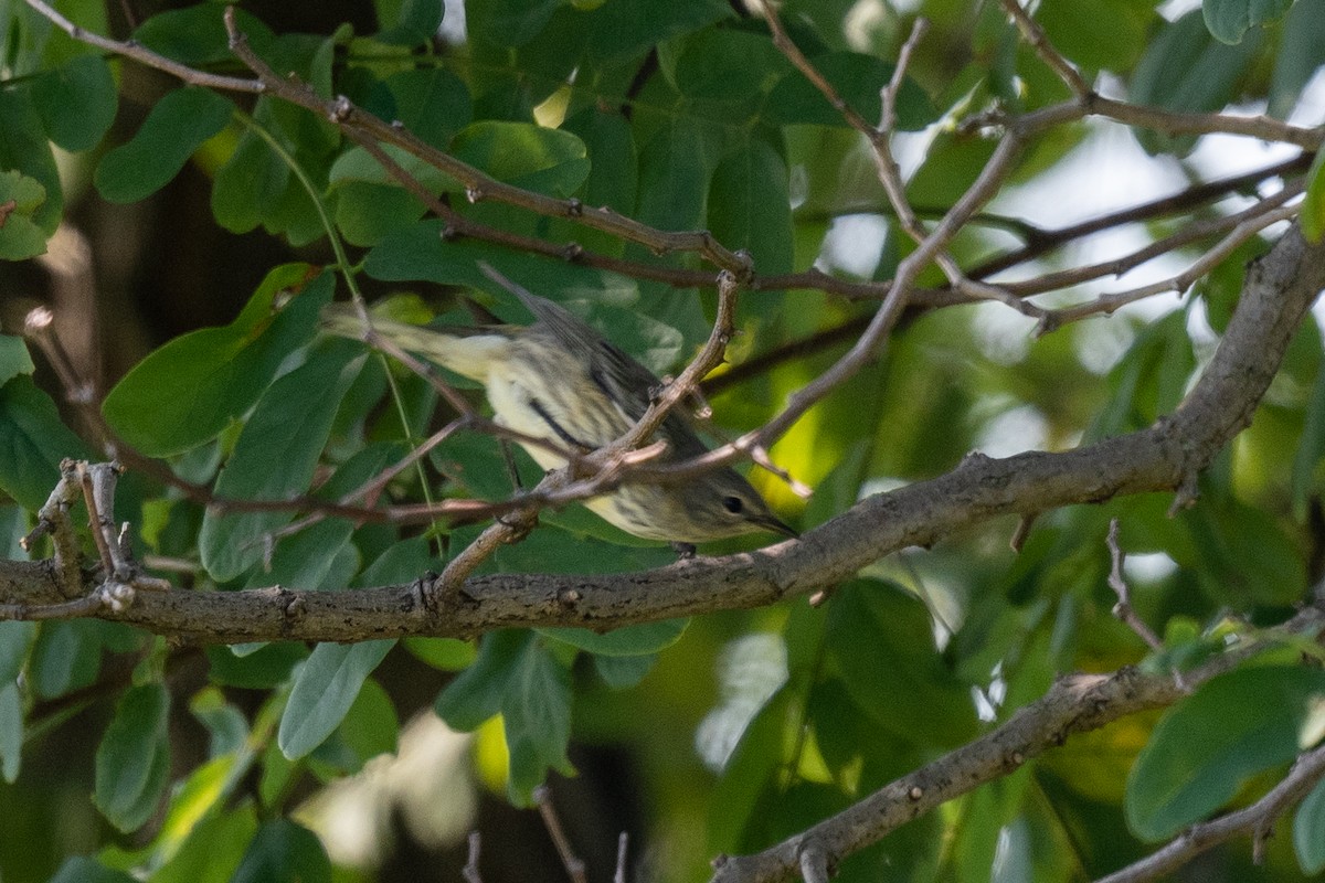 Cape May Warbler - ML608597268
