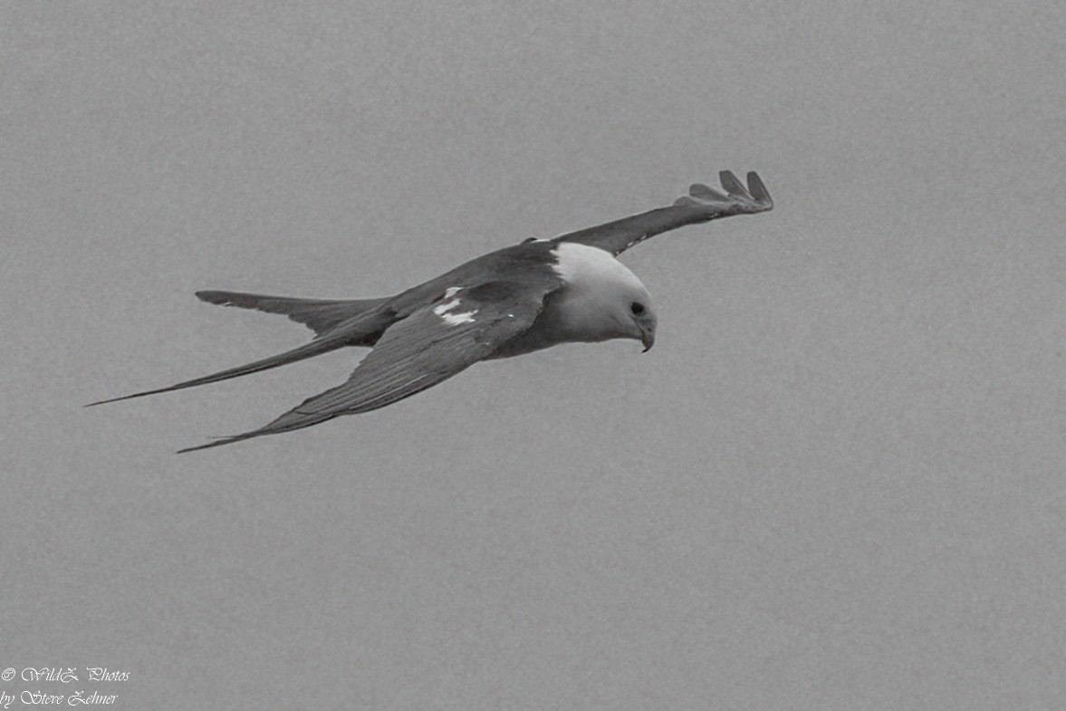Swallow-tailed Kite - ML608597703