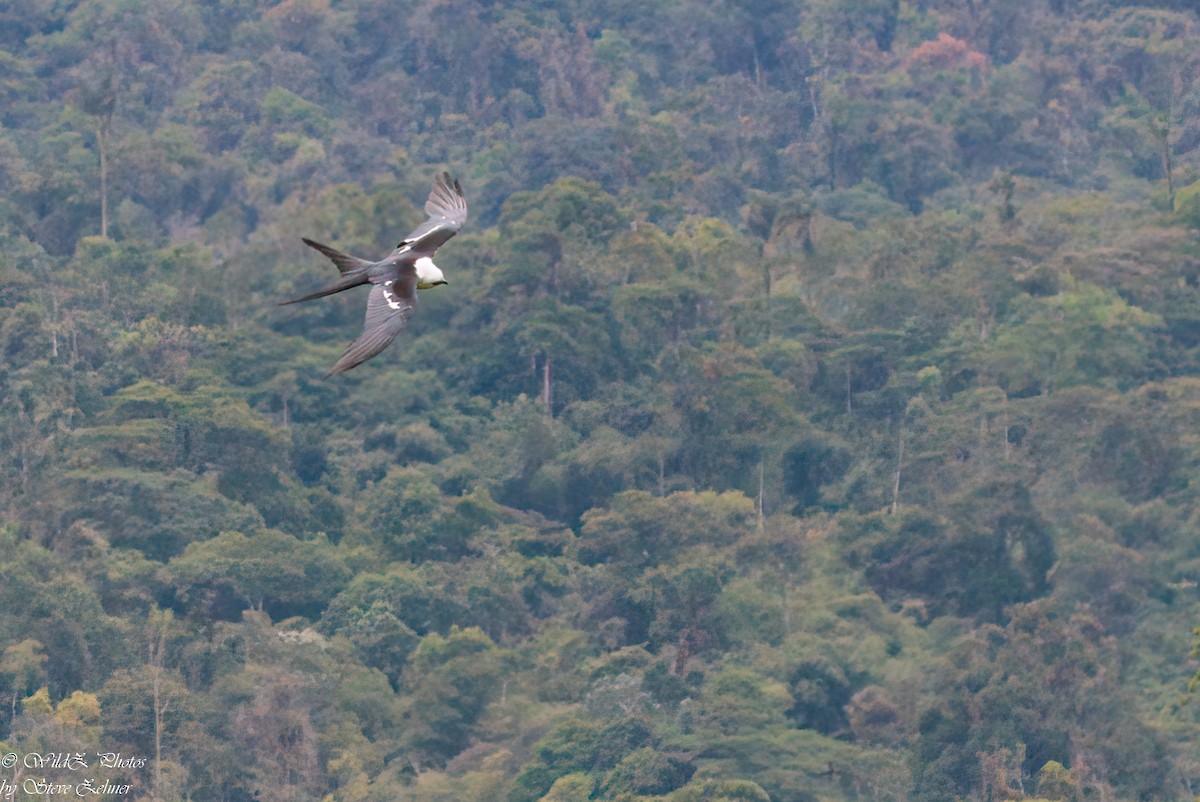 Swallow-tailed Kite - ML608597705