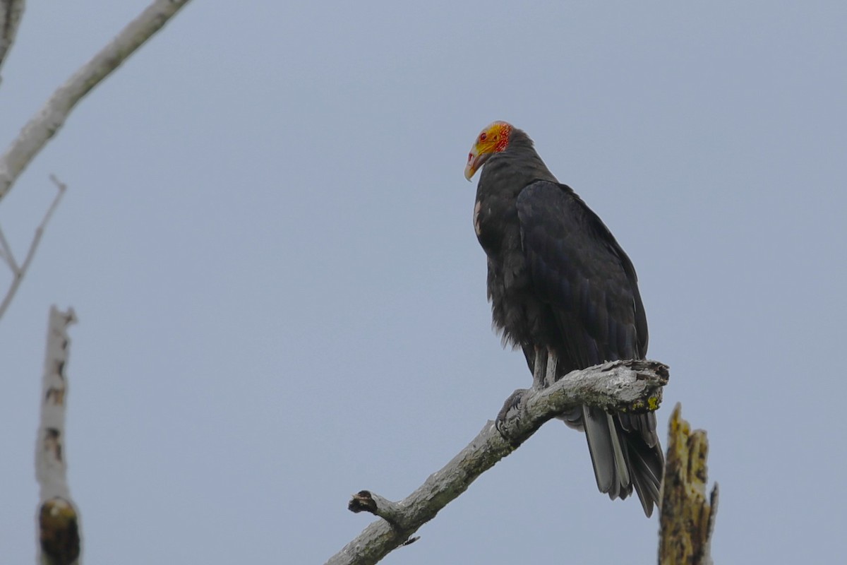 Lesser Yellow-headed Vulture - ML608598717