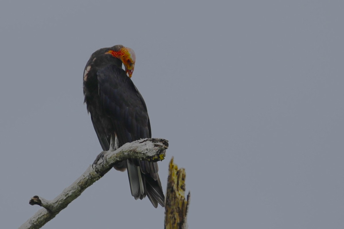 Lesser Yellow-headed Vulture - ML608598719