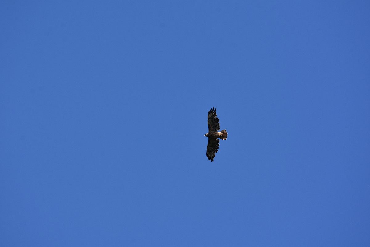 Red-tailed Hawk - ML608599050