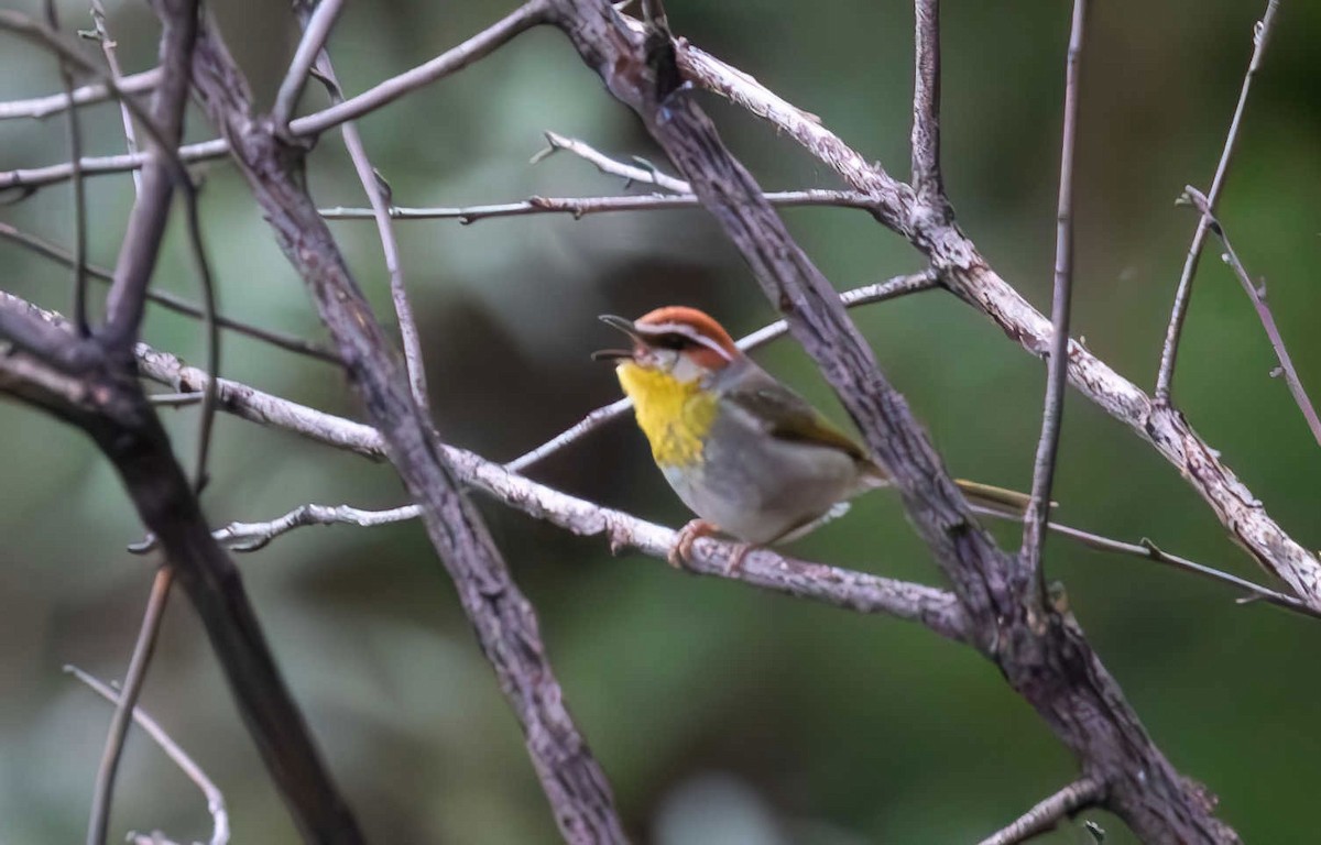 Rufous-capped Warbler - ML608599126