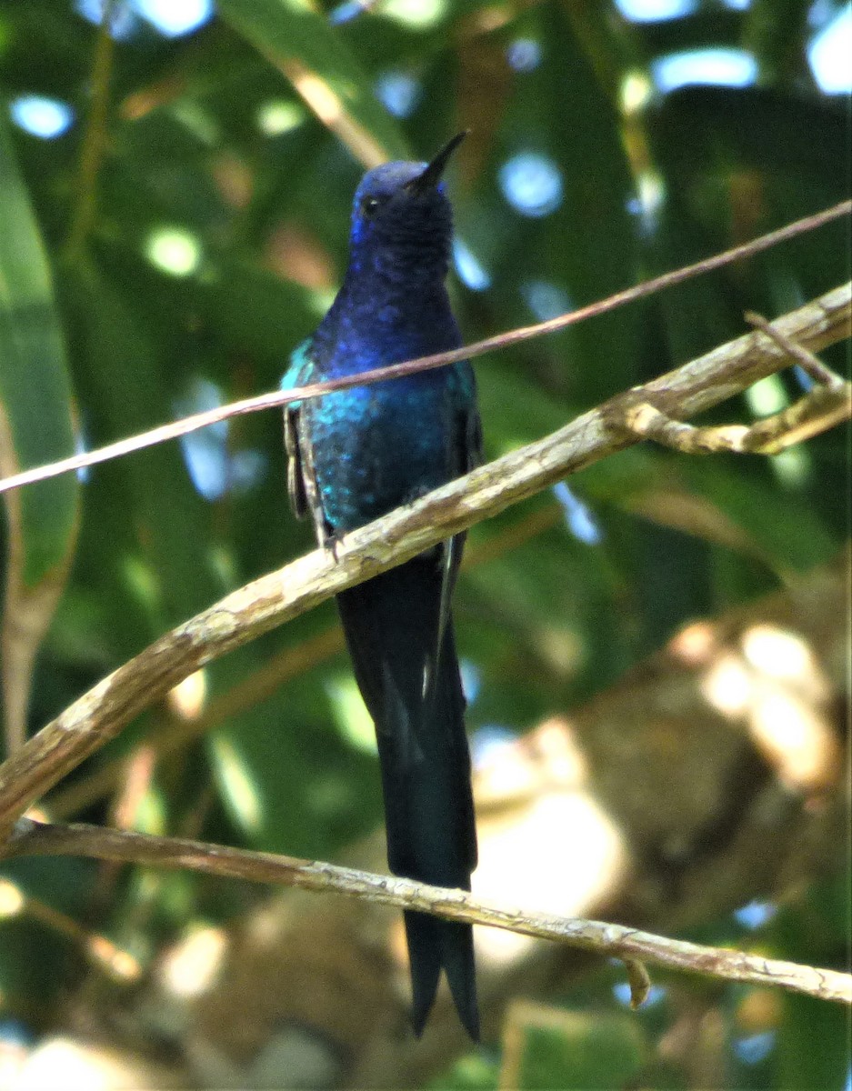Swallow-tailed Hummingbird - ML608599178
