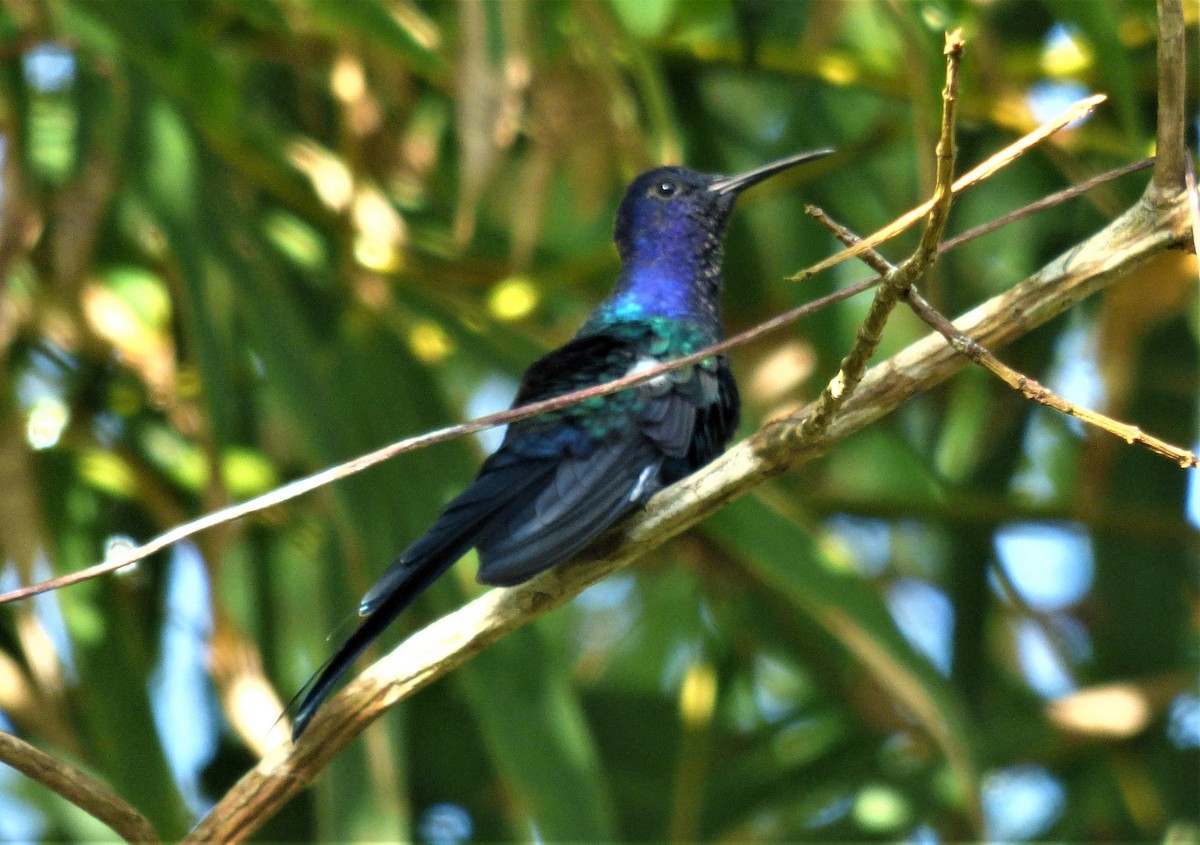 Swallow-tailed Hummingbird - ML608599189