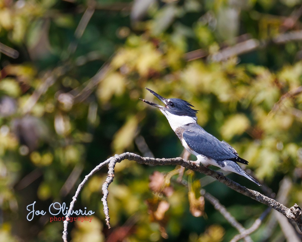 Belted Kingfisher - ML608599808