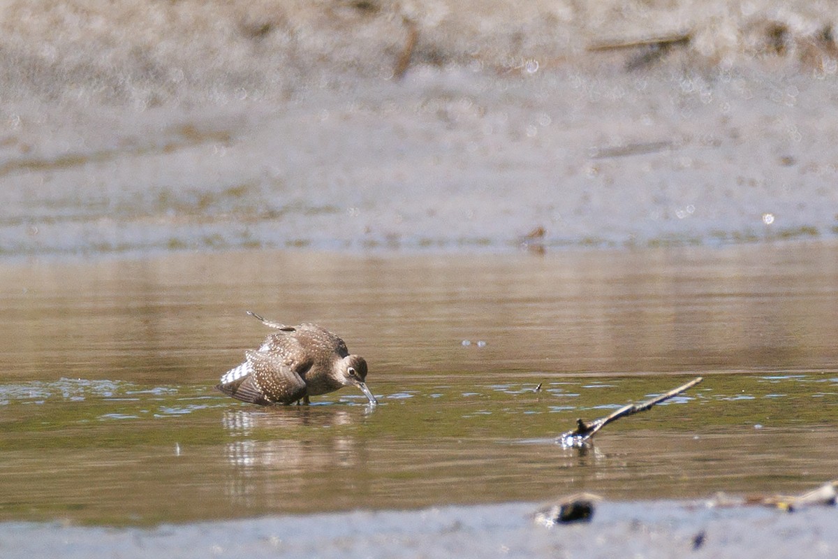 eBird Checklist 7 Sep 2023 Hadley Cove 25 species