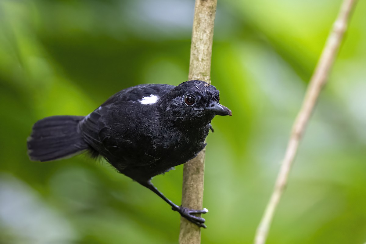 Stub-tailed Antbird - Su Li