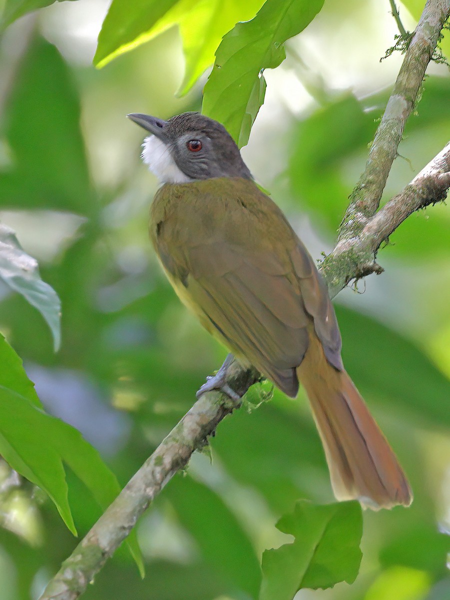Red-tailed Greenbul - ML608600731