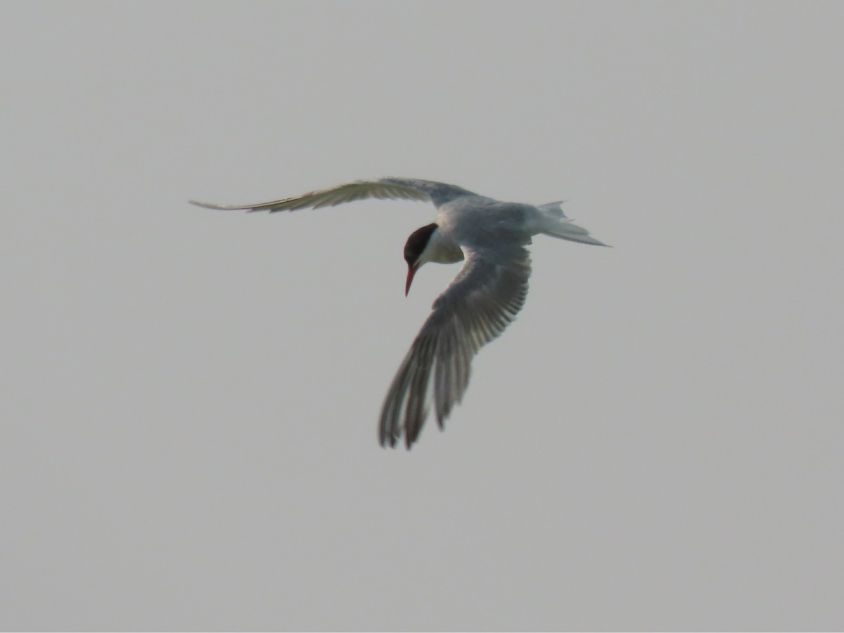 Common Tern - ML608600807