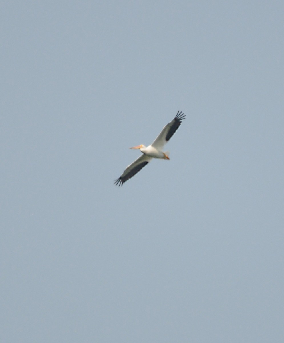 American White Pelican - ML608601087