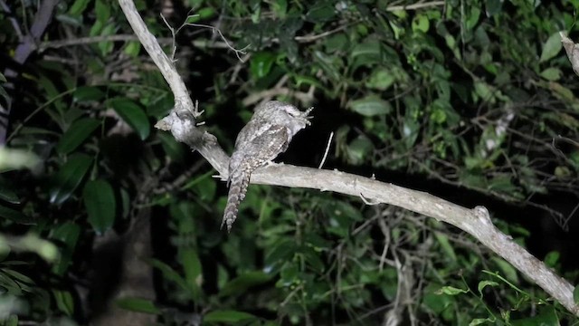 Marbled Frogmouth - ML608601113