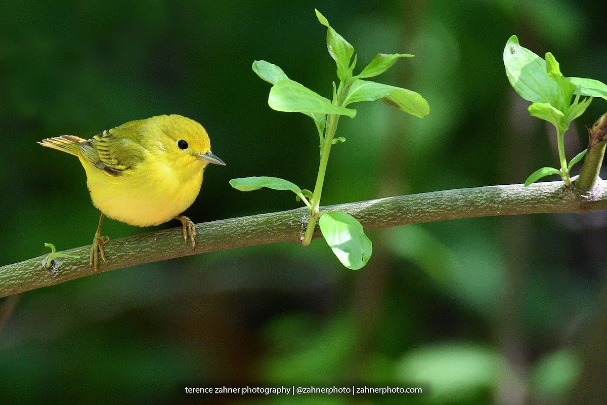 Yellow Warbler - terence zahner