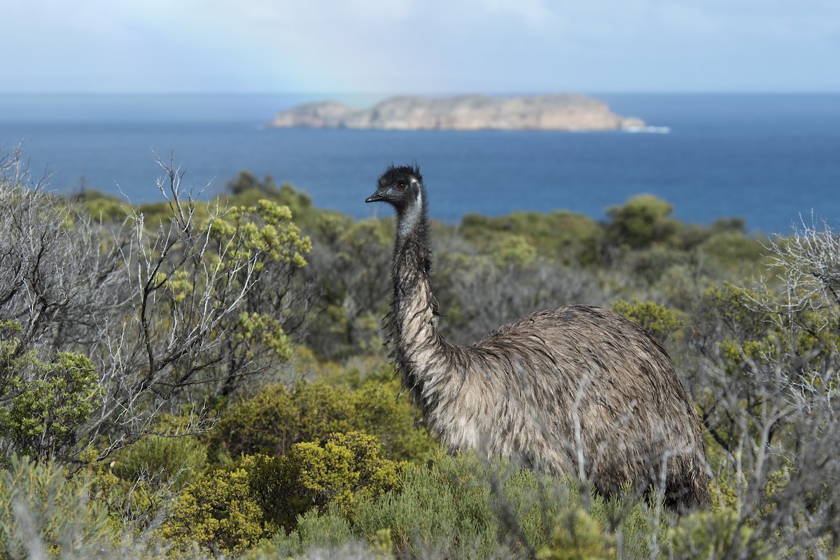 Emu - Dan Forster