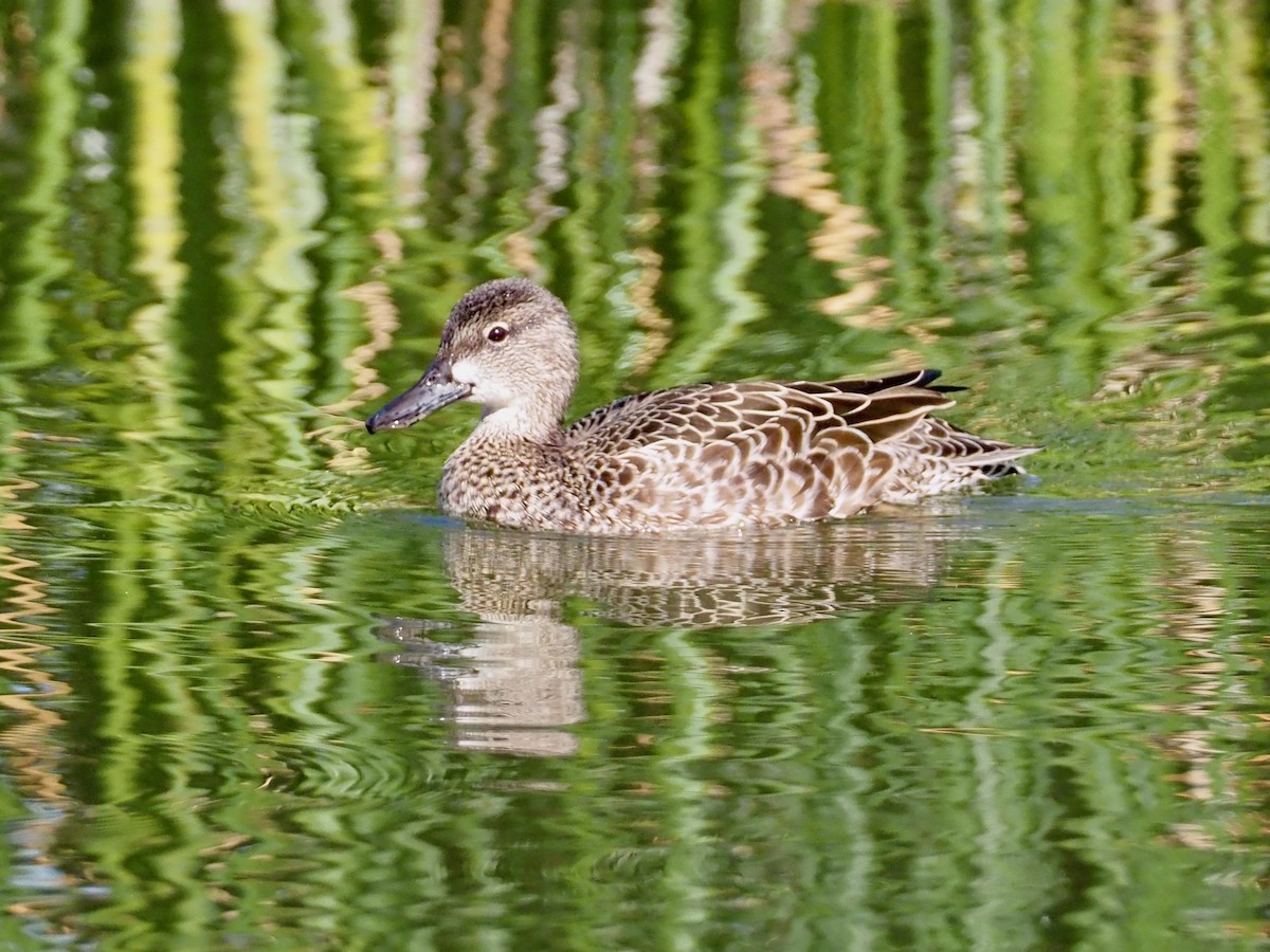Blue-winged Teal - John Anderson
