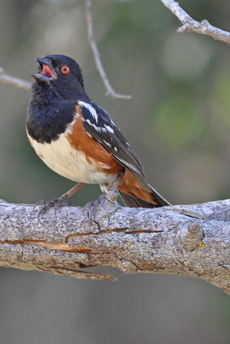 Spotted Towhee - ML608601888