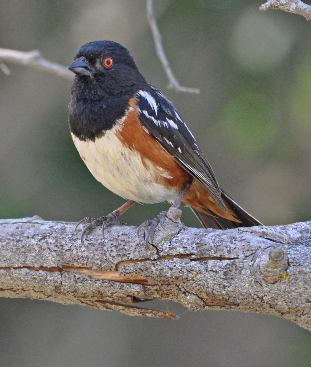 Spotted Towhee - ML608601889