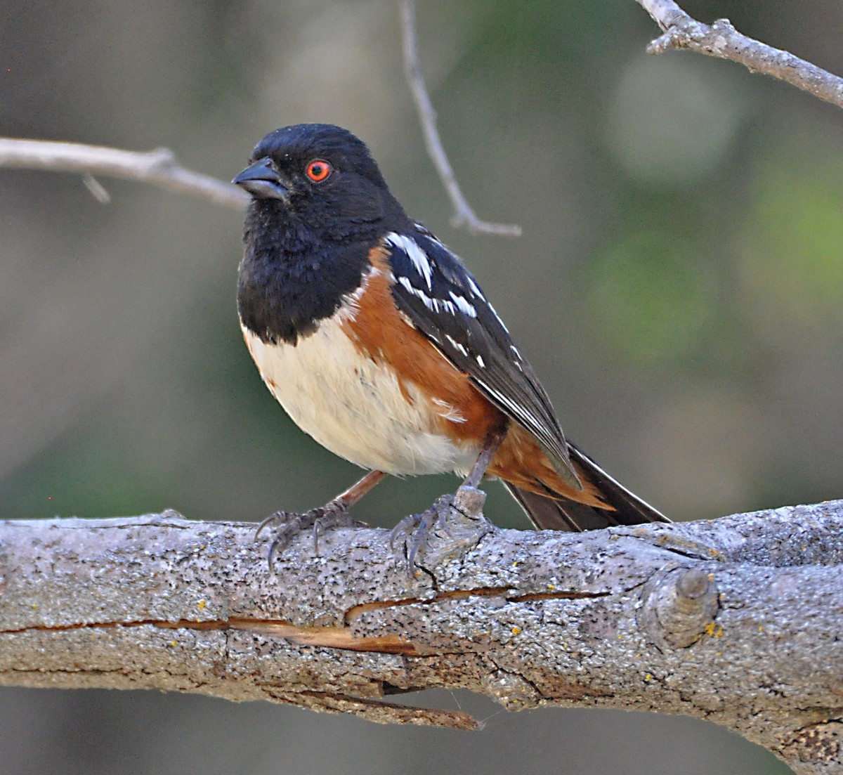 Spotted Towhee - ML608601890